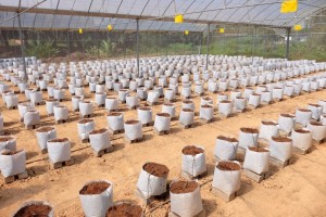 Bags filled with cocopeat supplied with fertigation system.