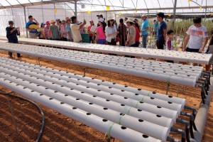 The tube system used for raising cherry tomato seedlings c w with flow nutrients system.